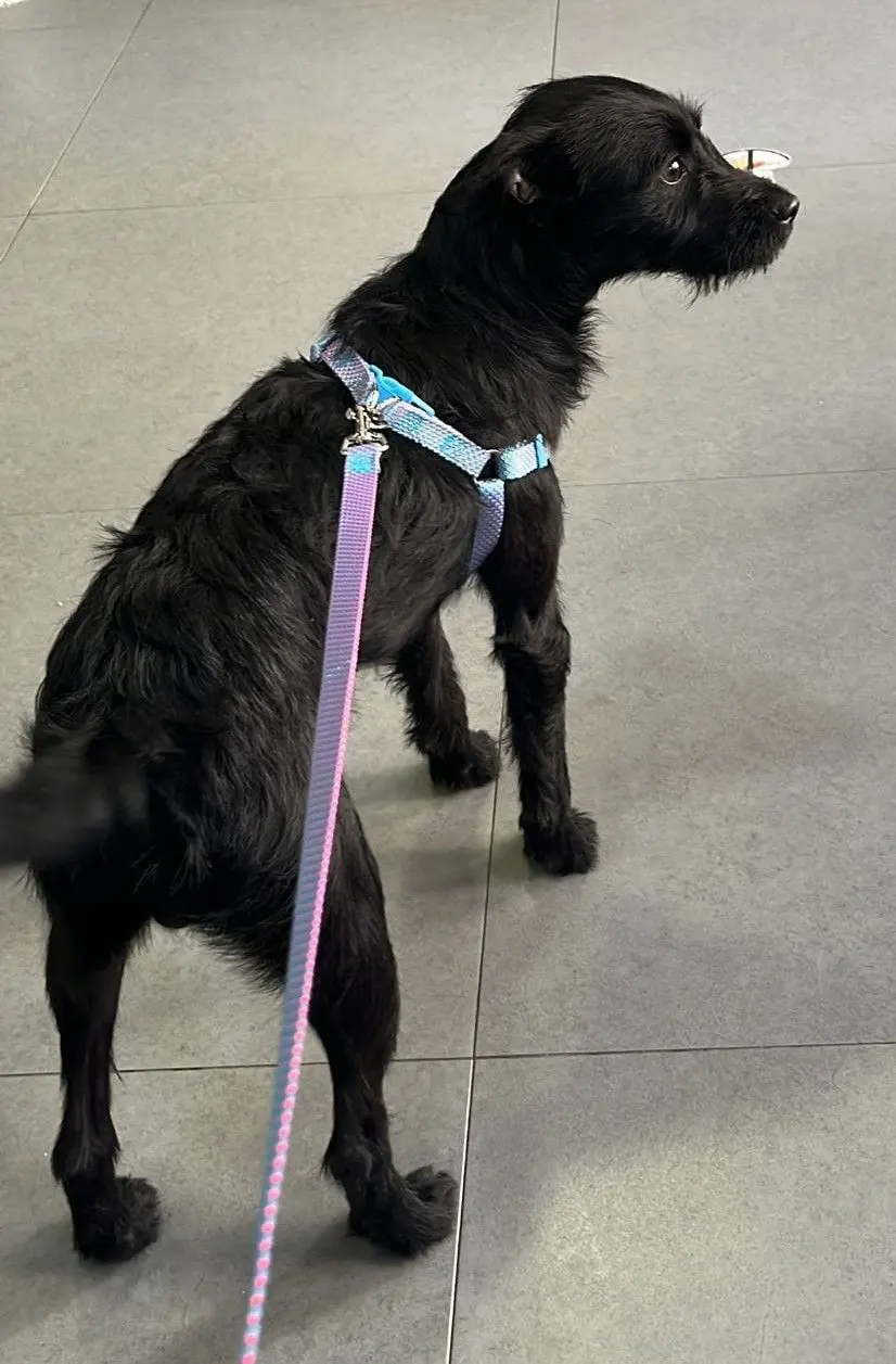 perro lost   15317  No sé