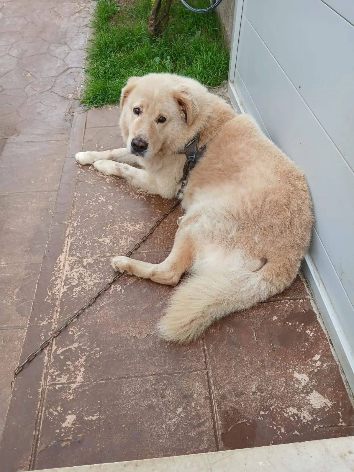 perro lost     Pancho