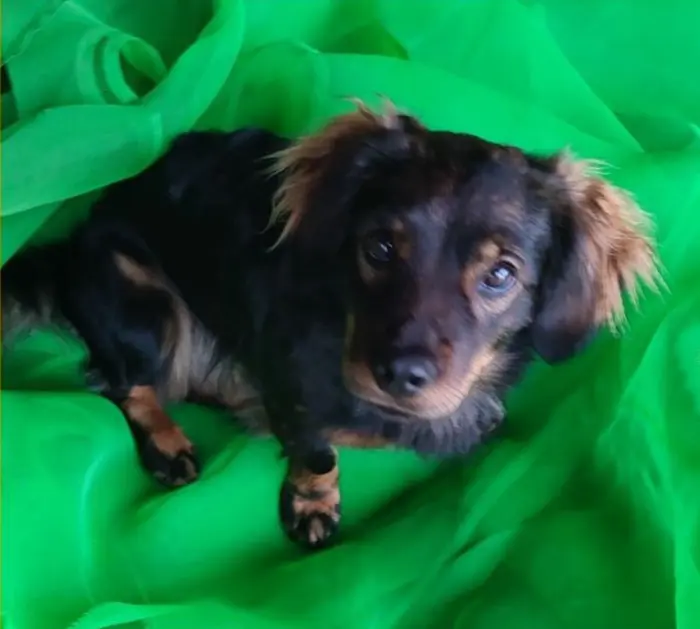 perro lost     Fonsi
