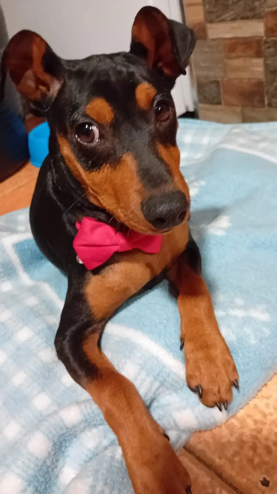 perro lost     Kaco