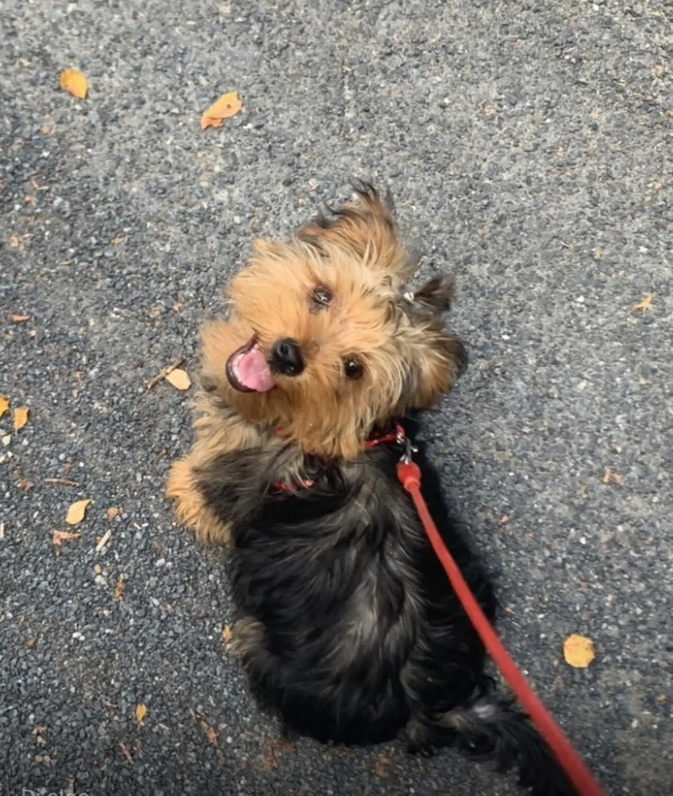 perro lost  Rúa Vila de Ordes 15006 La Corogne Messi