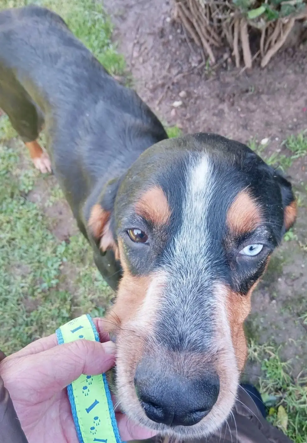 perro lost     Nose