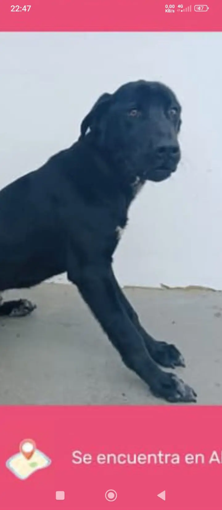 perro lost     Orión