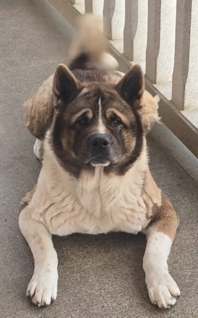 perro lost     Roko