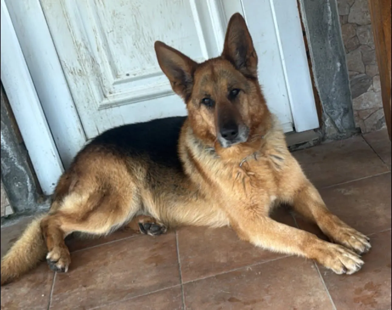 perro lost     Veno