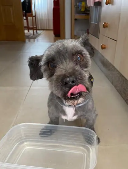 perro lost     Oso