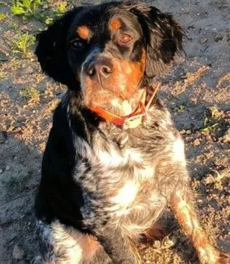 perro lost    Xérès Daghur