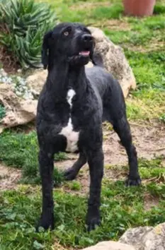 perro lost    Conil de la Frontera Almibart