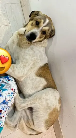 perro lost    Conil de la Frontera Pepe