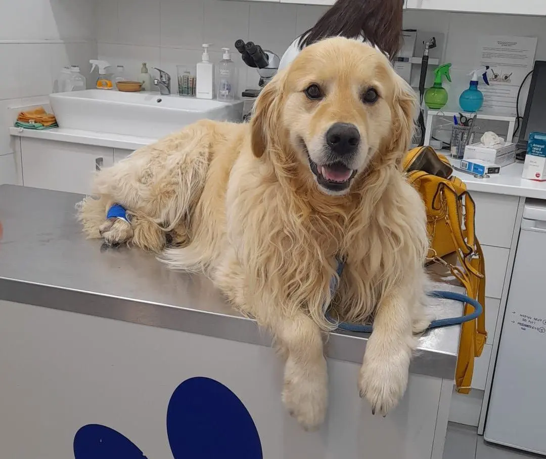 perro lost   10980 Alcántara Copito
