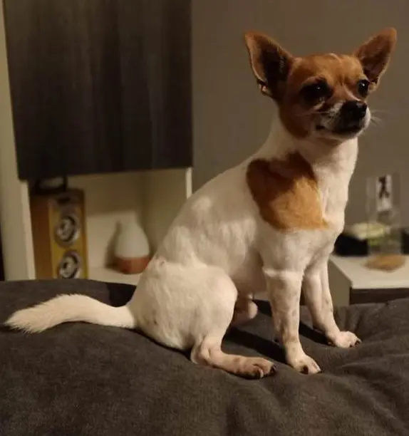 perro lost    Cáceres Koko