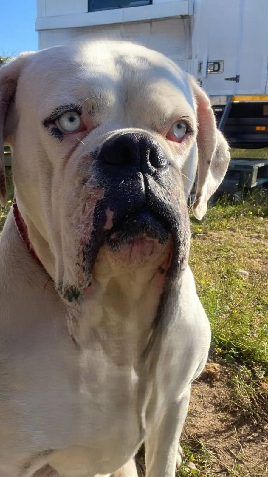 perro lost    Trujillo Shiro