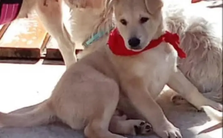 perro lost     Apache
