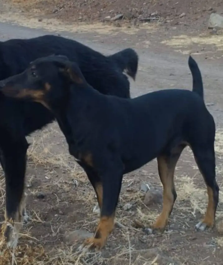 perro lost     Chiquito
