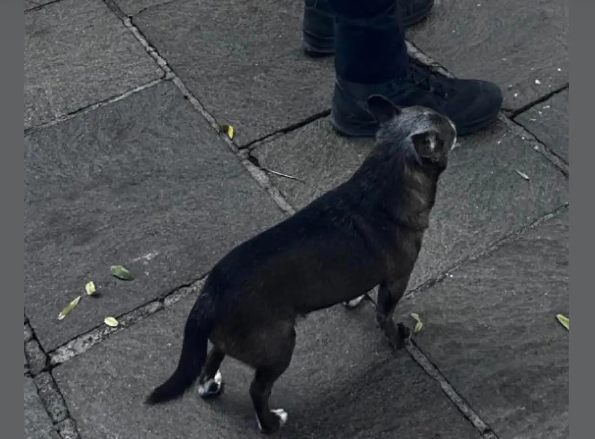 perro lost     Chote
