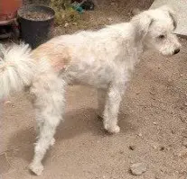perro lost     Coco