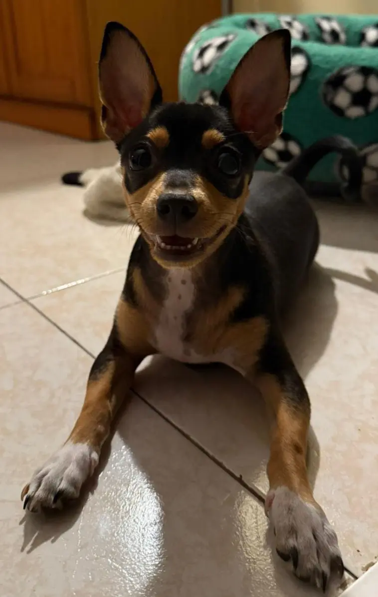 perro lost     Dry