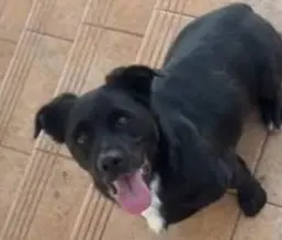 perro lost     Golfo