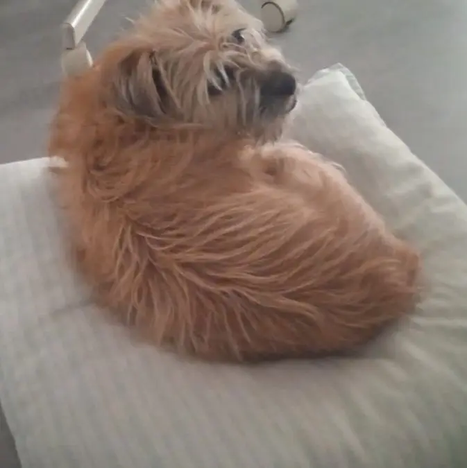 perro lost     Popi