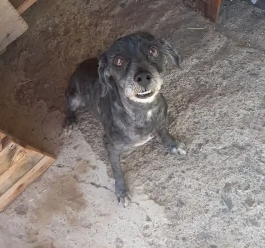 perro lost     Rocky