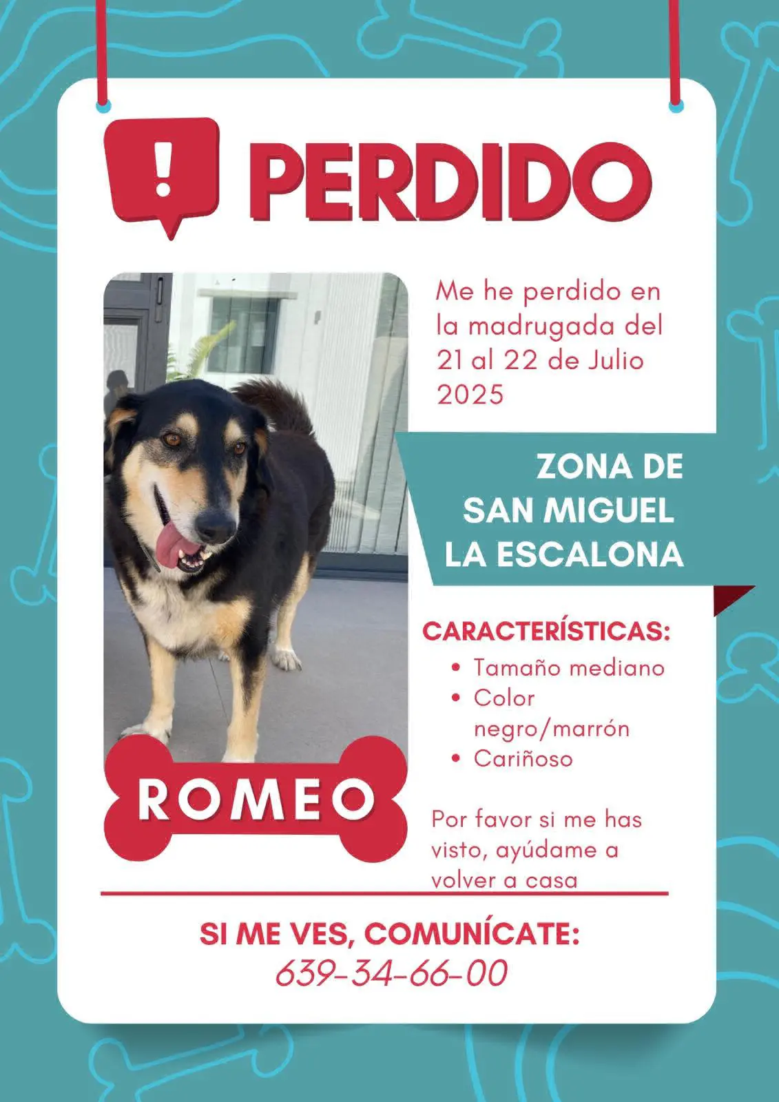 perro lost     Romeo