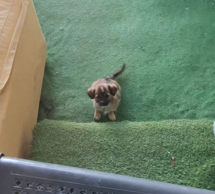 perro lost     Rubi