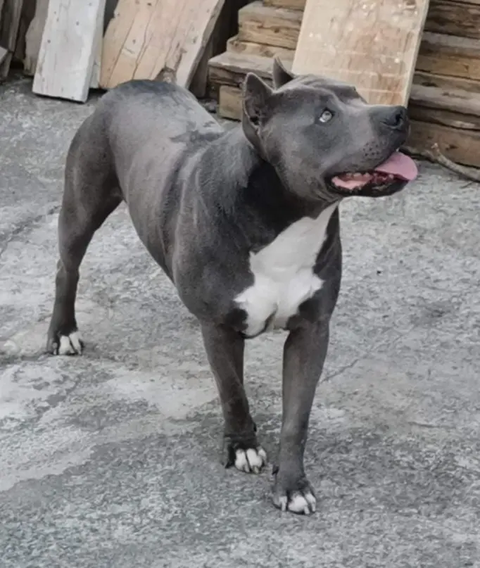 perro lost     Taison