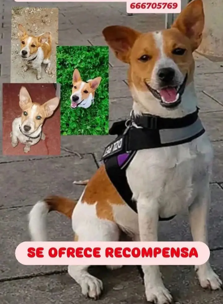 perro lost     Tayron