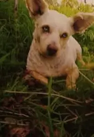 perro lost     Tigre