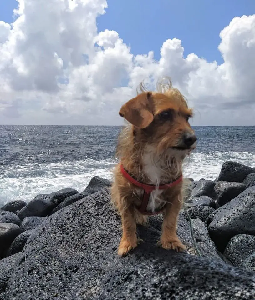 perro lost     Tobi