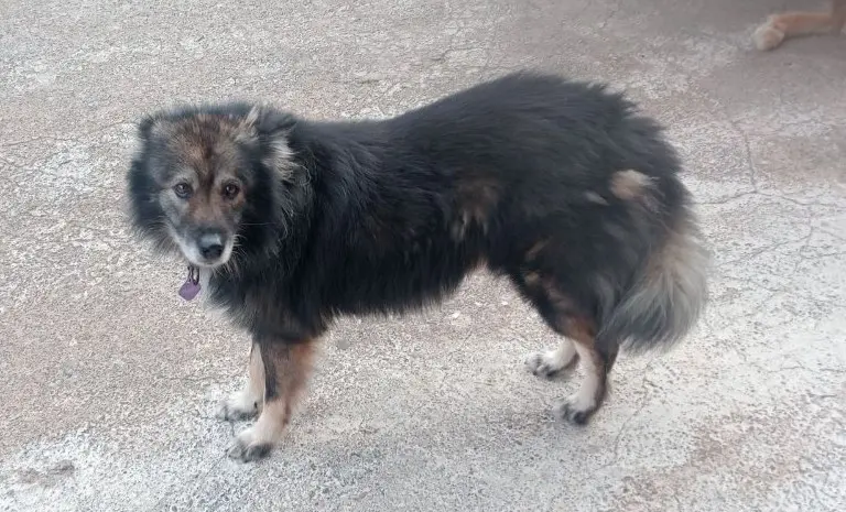 perro lost     Torombolo