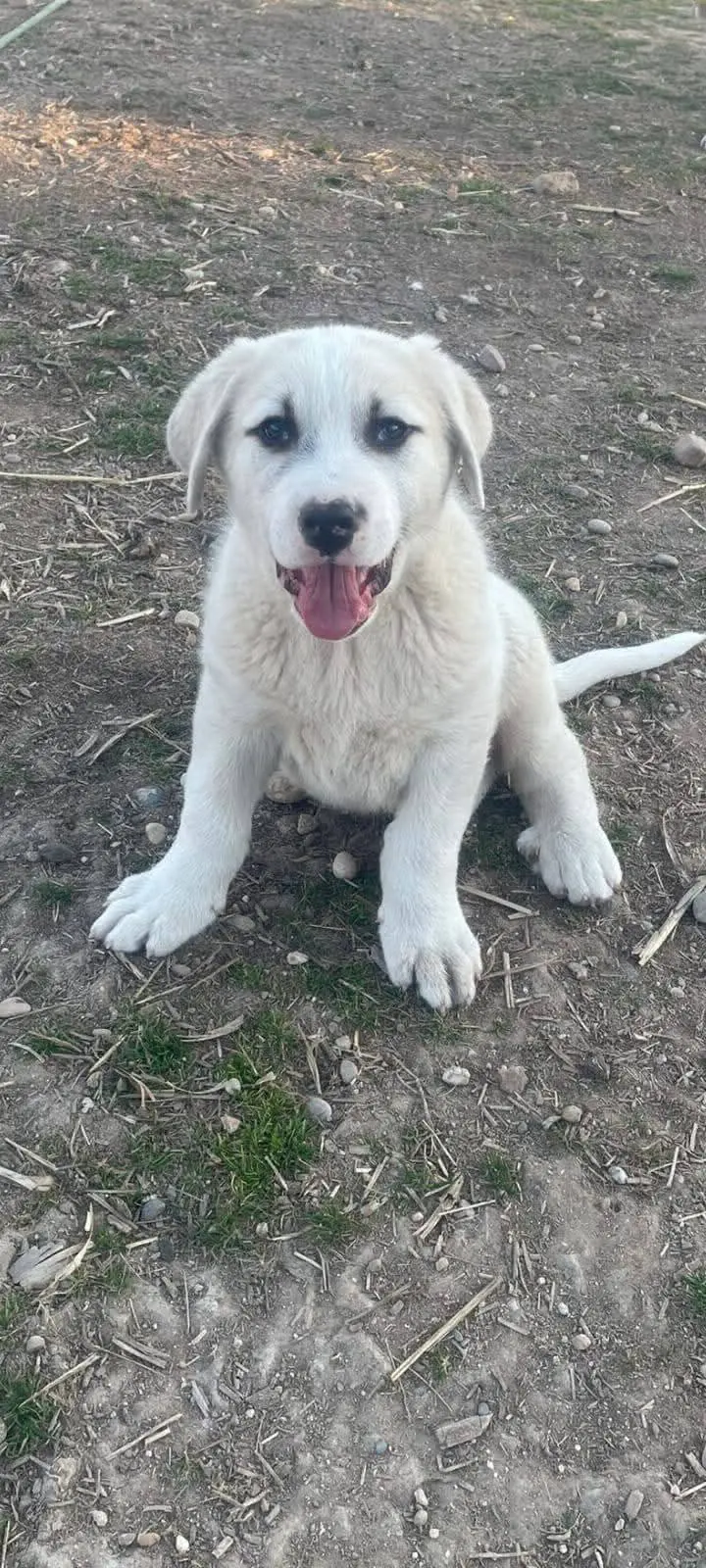 perro lost   14420 Villafranca de Córdoba Cachorro