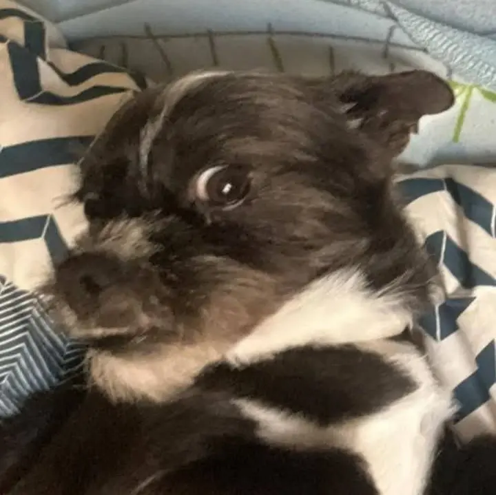 perro lost    Abenójar Bobi