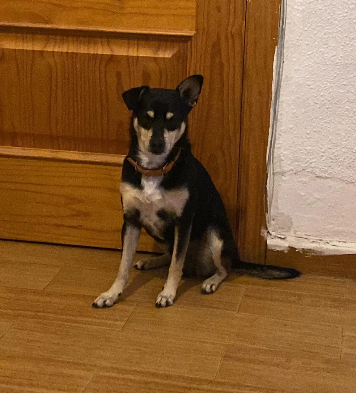 perro lost   13600 Alcázar de San Juan Curro