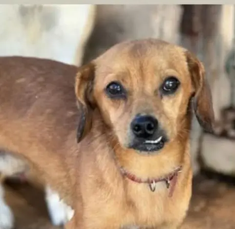 perro lost   13500 Puertollano Ruper