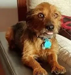 perro lost   13500 Puertollano Tobby