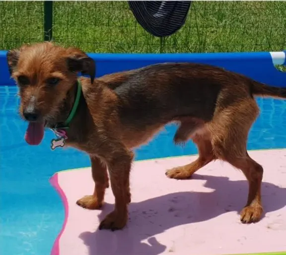 perro lost   13500 Puertollano Tobby