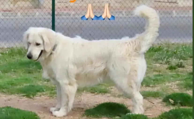 perro lost    Peníscola / Peñíscola Yambo