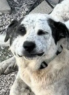 perro lost  Plaça de l'Estació 25200 Cervera Odin