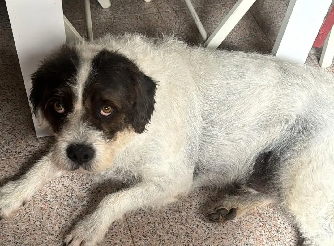 perro lost  N-II 25194 Lérida Charlie