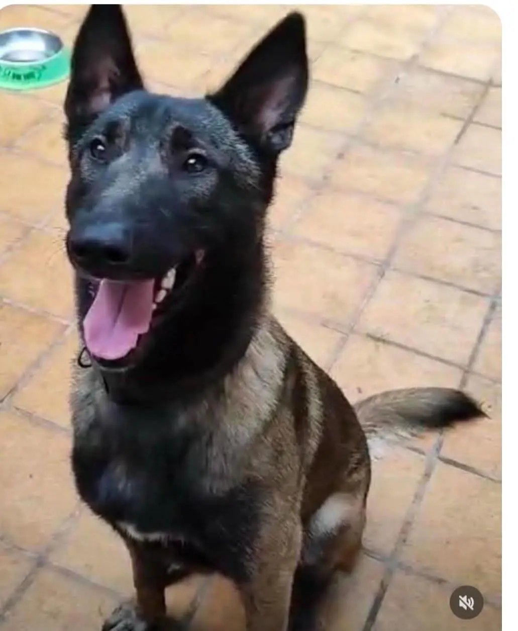 perro lost  N-II 25194 Lérida Líder