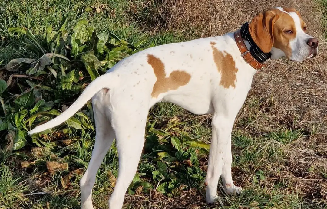 perro lost  N-II 25194 Lérida Toby