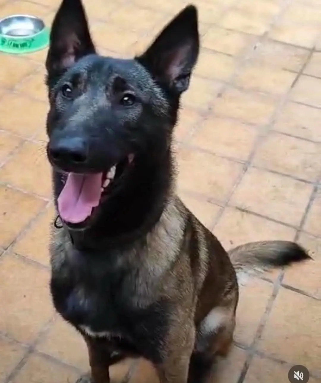 perro lost  Camí de Grenyana 25660 Alcoletge Líder