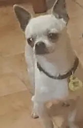 perro lost  Avinguda de Balmes 25120 Andaní Sultan