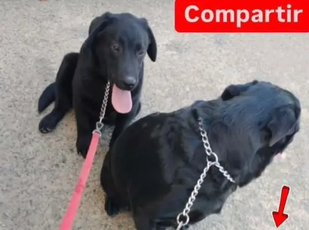 perro lost  Gran Canarias 35518 Tías 2 perros