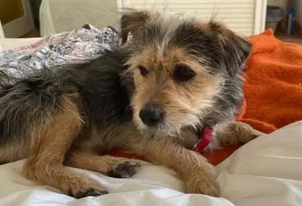 perro lost  Gran Canarias 35518 Tías Coco