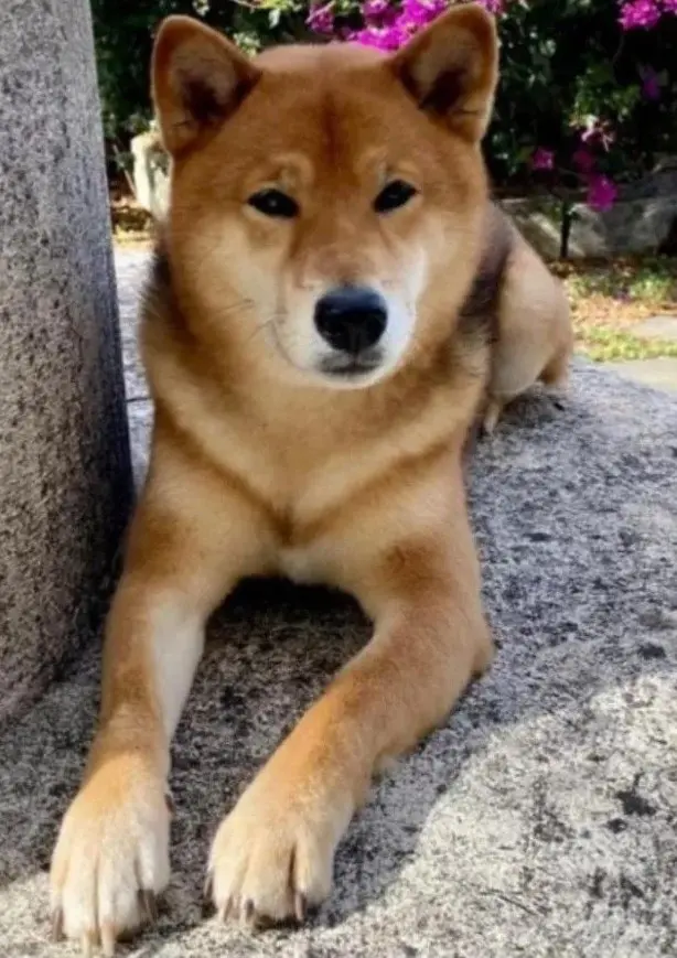 perro lost  Gran Canarias 35518 Tías Haru