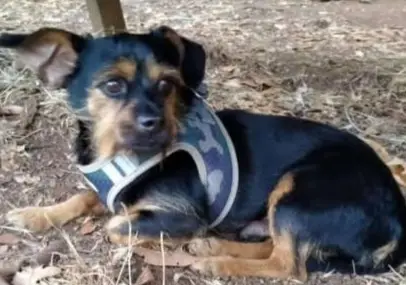 perro lost  Gran Canarias 35518 Tías Paco