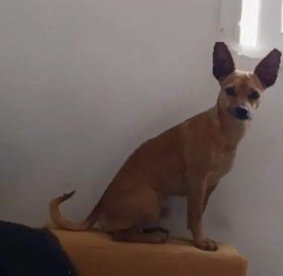 perro lost  Gran Canarias 35518 Tías Titan