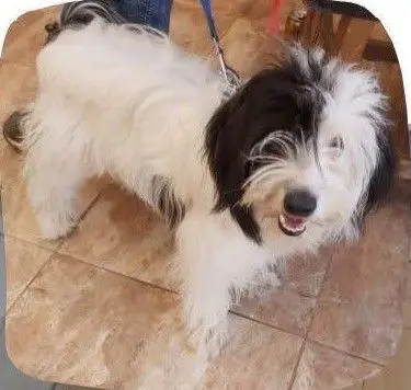 perro lost  Gran Canarias 35518 Tías Toby